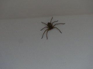 Huge Spider
