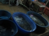 Fish market at Rawai beach 