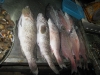 Fish market at Rawai beach 