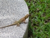 Lizzard chilling by the pool
