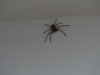 Huge Spider